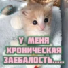 котRта и мYдрые мысли 2 16