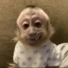 Funny little monkeys 🤣 8