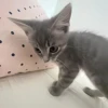 ૮꒰ྀི◞⸝⸝⸝◟꒱ྀིაㅤ ೀ кит1к 17