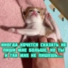 котRта и мYдрые мысли 2 17