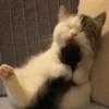 kitty 15