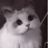 My favourite kittens ;: by 13