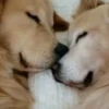 Funny Animals 3 18
