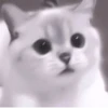 My favourite kittens ;: by 14