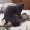 Funny Animals 3 19