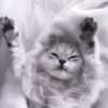 My favourite kittens ;: by 15