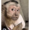 Funny little monkeys 🤣 11