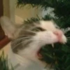 Catss :: 17