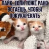 котRта и мYдрые мысли 2 18
