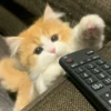 kitty 16