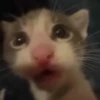 Catss :: 18