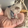 ૮꒰ྀི◞⸝⸝⸝◟꒱ྀིაㅤ ೀ кит1к 20