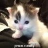 kitty 17
