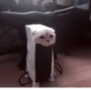 My favourite kittens ;: by 16