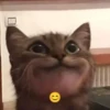 Catss :: 19