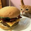 Catss :: 20