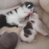 ૮꒰ྀི◞⸝⸝⸝◟꒱ྀིაㅤ ೀ кит1к 21
