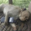 🤎🐵Monitos randoms🐵🤎 12