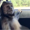 Funny little monkeys 🤣 13