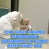 котRта и мYдрые мысли 2 20