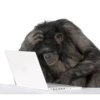 Funny little monkeys 🤣 14