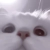 My favourite kittens ;: by 17