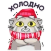 Manul_nsk 9