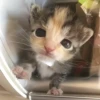 ૮꒰ྀི◞⸝⸝⸝◟꒱ྀིაㅤ ೀ кит1к 22