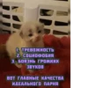котRта и мYдрые мысли 2 23