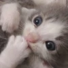 kitty 18