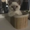 Catss :: 21