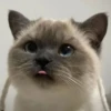 kitty 19