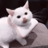 My favourite kittens ;: by 18