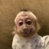 🤎🐵Monitos randoms🐵🤎 14