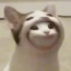 kitty 20
