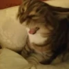 Catss :: 22