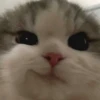 Funny Animals 3 22