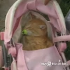 ૮꒰ྀི◞⸝⸝⸝◟꒱ྀིაㅤ ೀ кит1к 24
