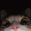 Funny Animals 3 23