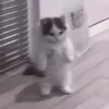 My favourite kittens ;: by 19