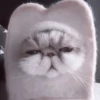 My favourite kittens ;: by 20