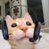 Catss :: 24