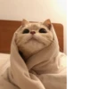 Pretty cats :: @fStikBot 23