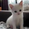 ૮꒰ྀི◞⸝⸝⸝◟꒱ྀིაㅤ ೀ кит1к 25
