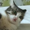 Funny Animals 3 26