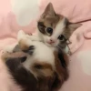 ૮꒰ྀི◞⸝⸝⸝◟꒱ྀིაㅤ ೀ кит1к 26