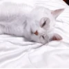 My favourite kittens ;: by 24