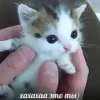 kitty 21