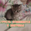 котRта и мYдрые мысли 2 26