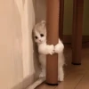૮꒰ྀི◞⸝⸝⸝◟꒱ྀིაㅤ ೀ кит1к 27